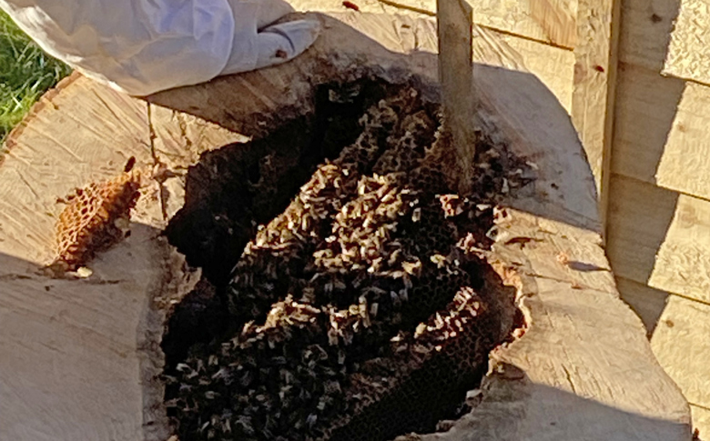 IMG 0968 Crop