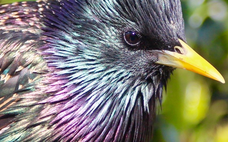 Starling