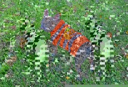 53Fa2498 1Deb 4Da8 Adbd 3092A704859a