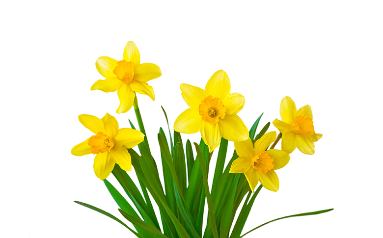 Daffs