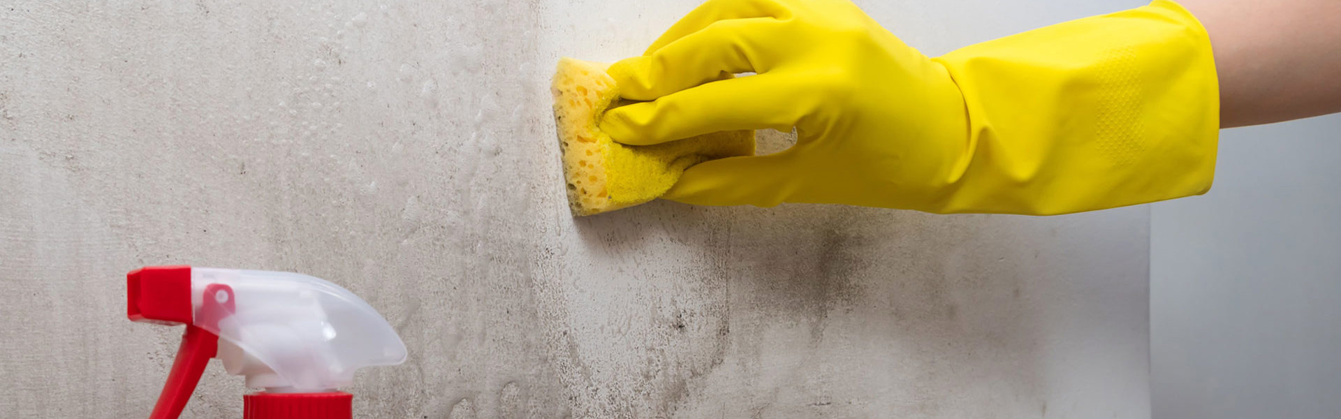 Damp And Mould Project Report Leaflet Page