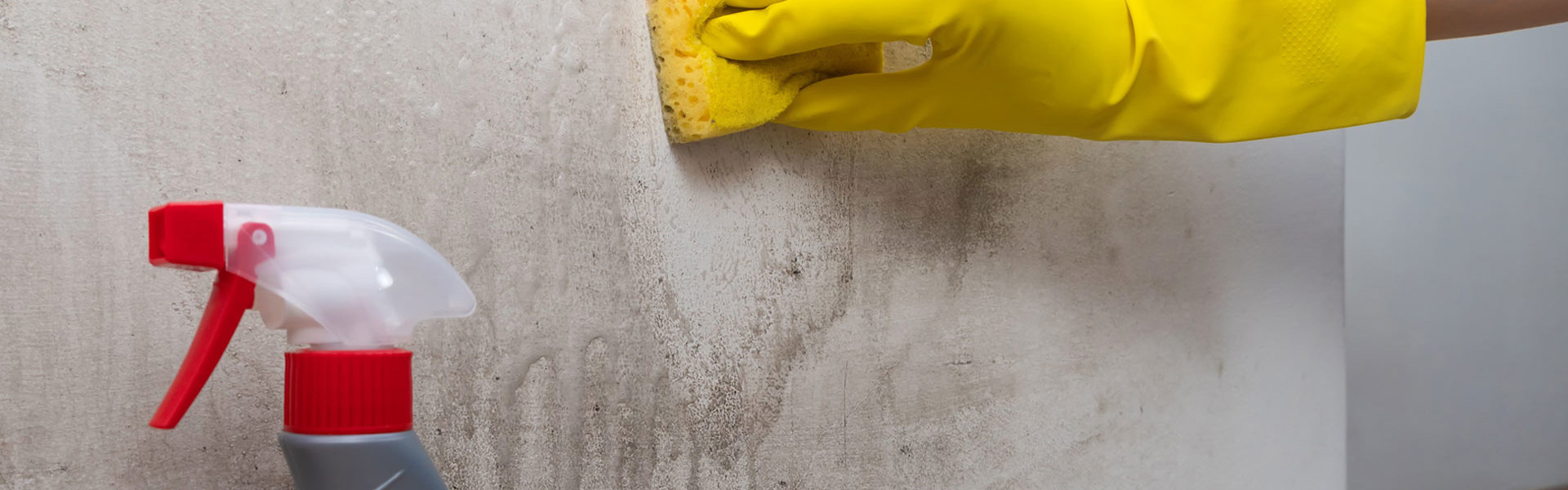 Damp And Mould Project Report Leaflet Page