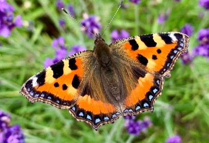 Small Tortoiseshell