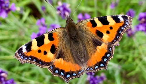 Small Tortoiseshell
