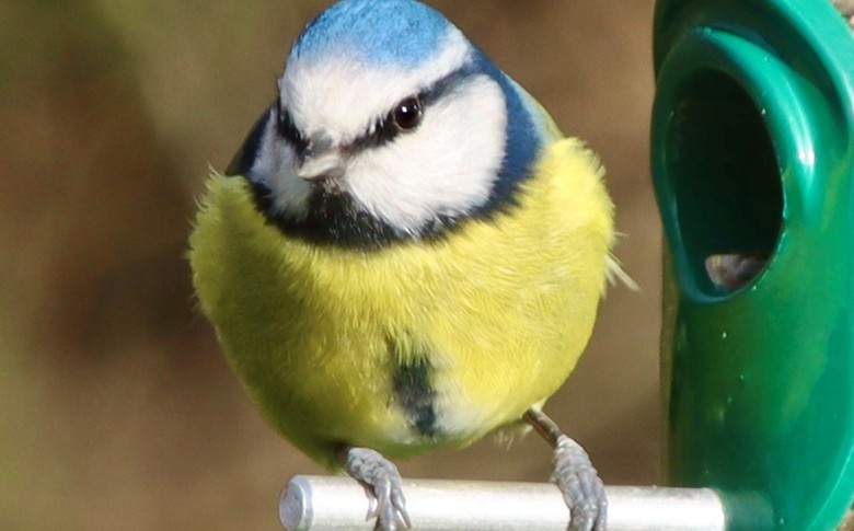 Blue Tit
