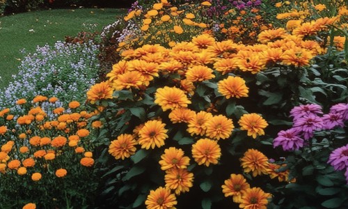 Marigolds