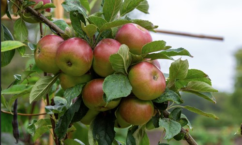 Apple Tree