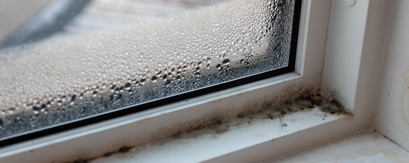 Mould (1)