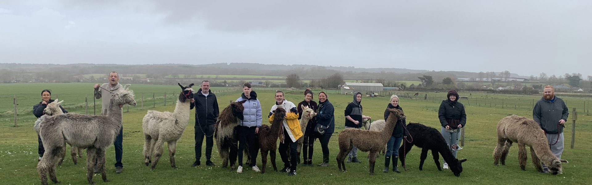 Alpaca 5