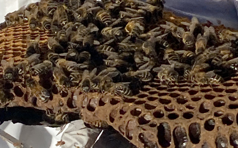 IMG 0970 Crop