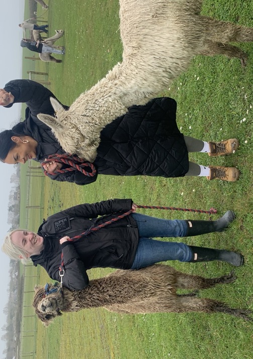 Alpaca 1