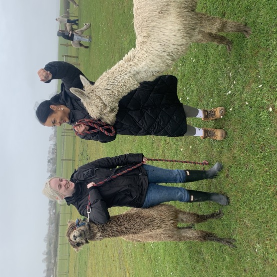 Alpaca 1