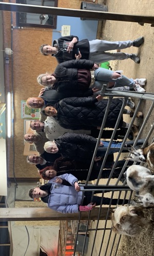 Alpaca 8