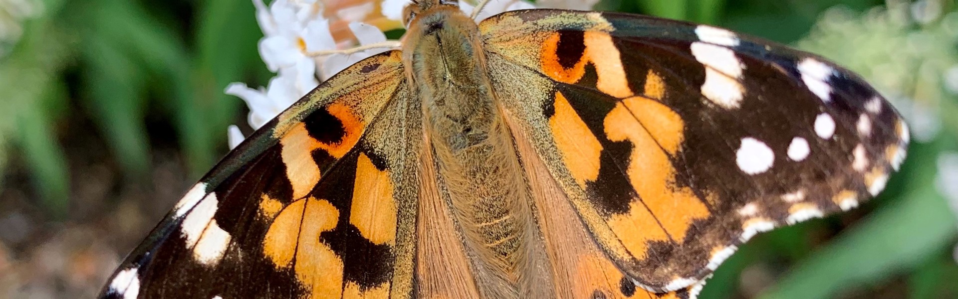 Painted Lady