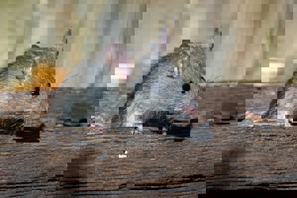 Joshua J Cotten Qxw15bmjxoq Unsplash