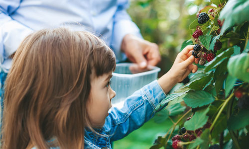Fruit Picking