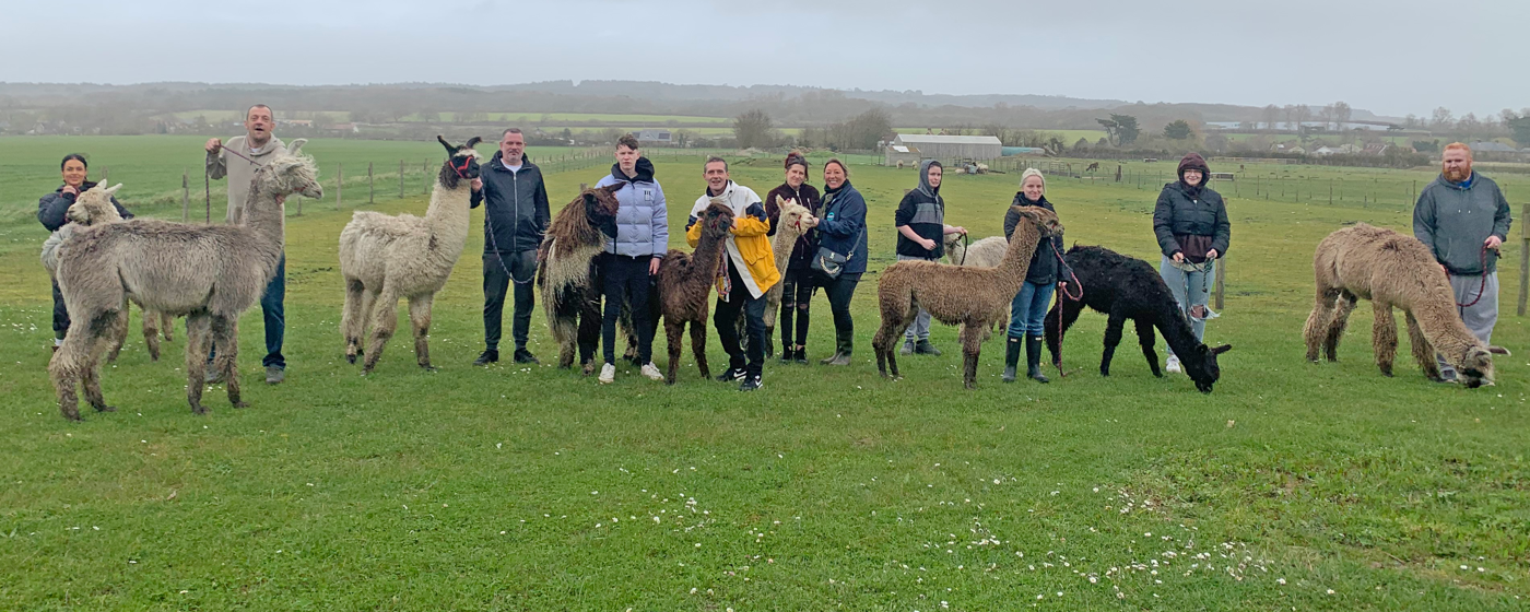 Alpaca Header Edited