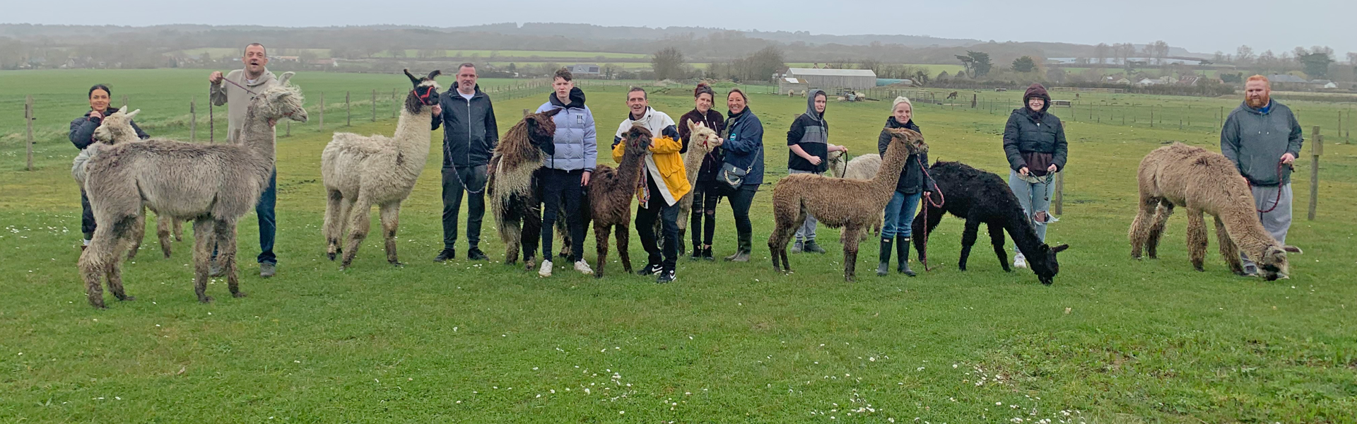 Alpaca Header Edited