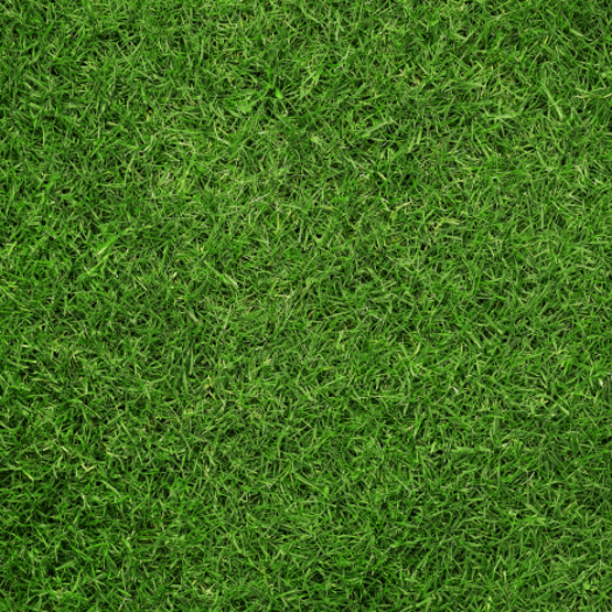 Grass Resized